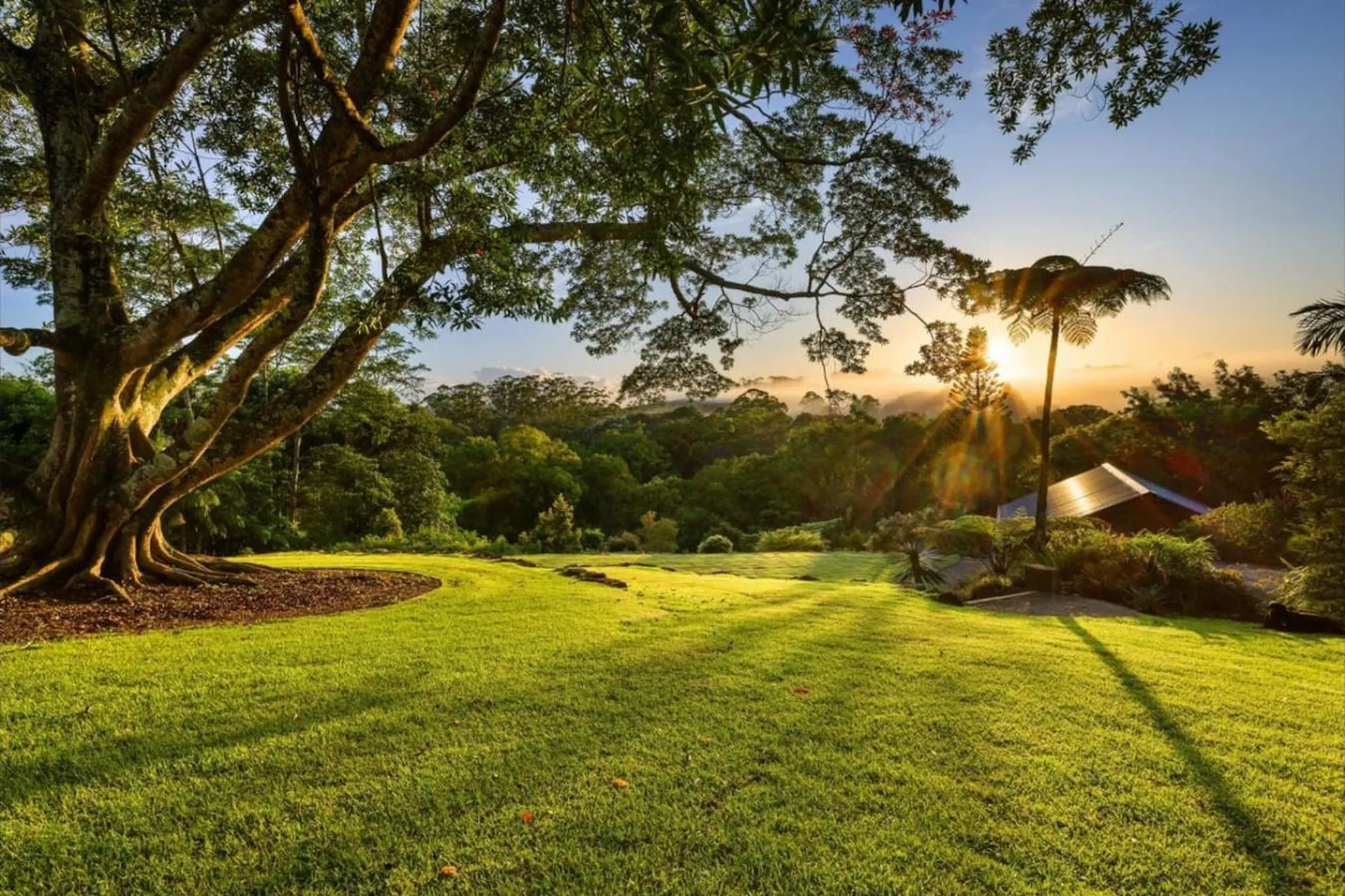 Lush green lawn in front of a tree, with a forest and the sun setting in the background.