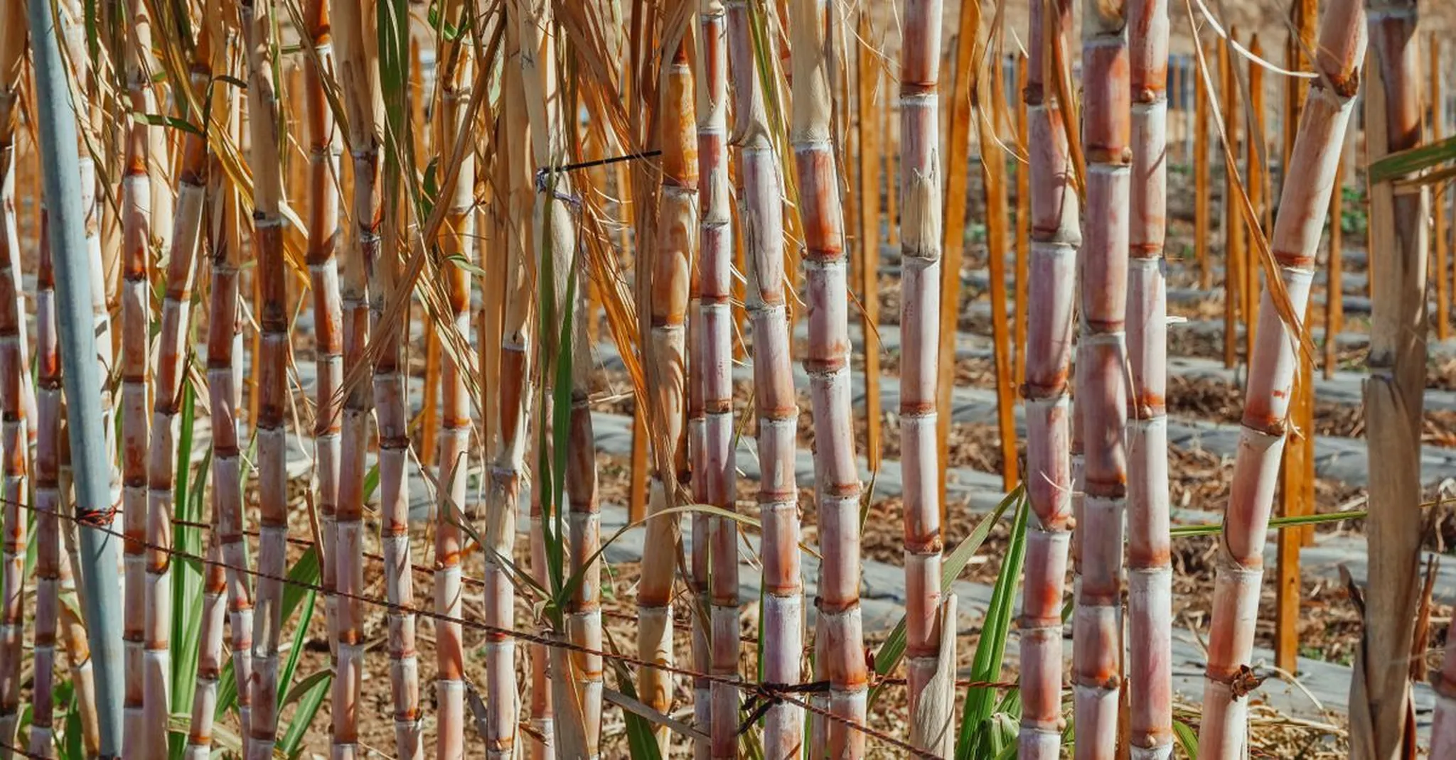 Louisiana Sugar Cane Festival 2026: Stay in Lafayette, Day Trip to New Iberia