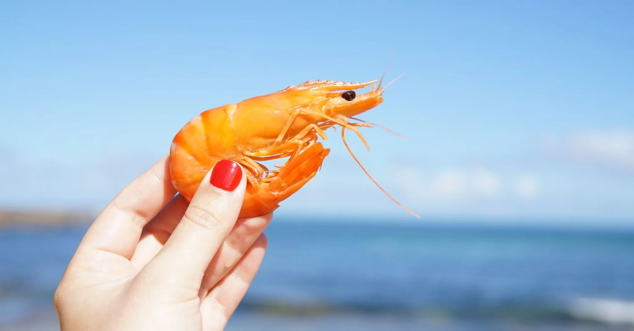 Destin Seafood Festival 2026: Gulf Coast Eats & Where to Stay