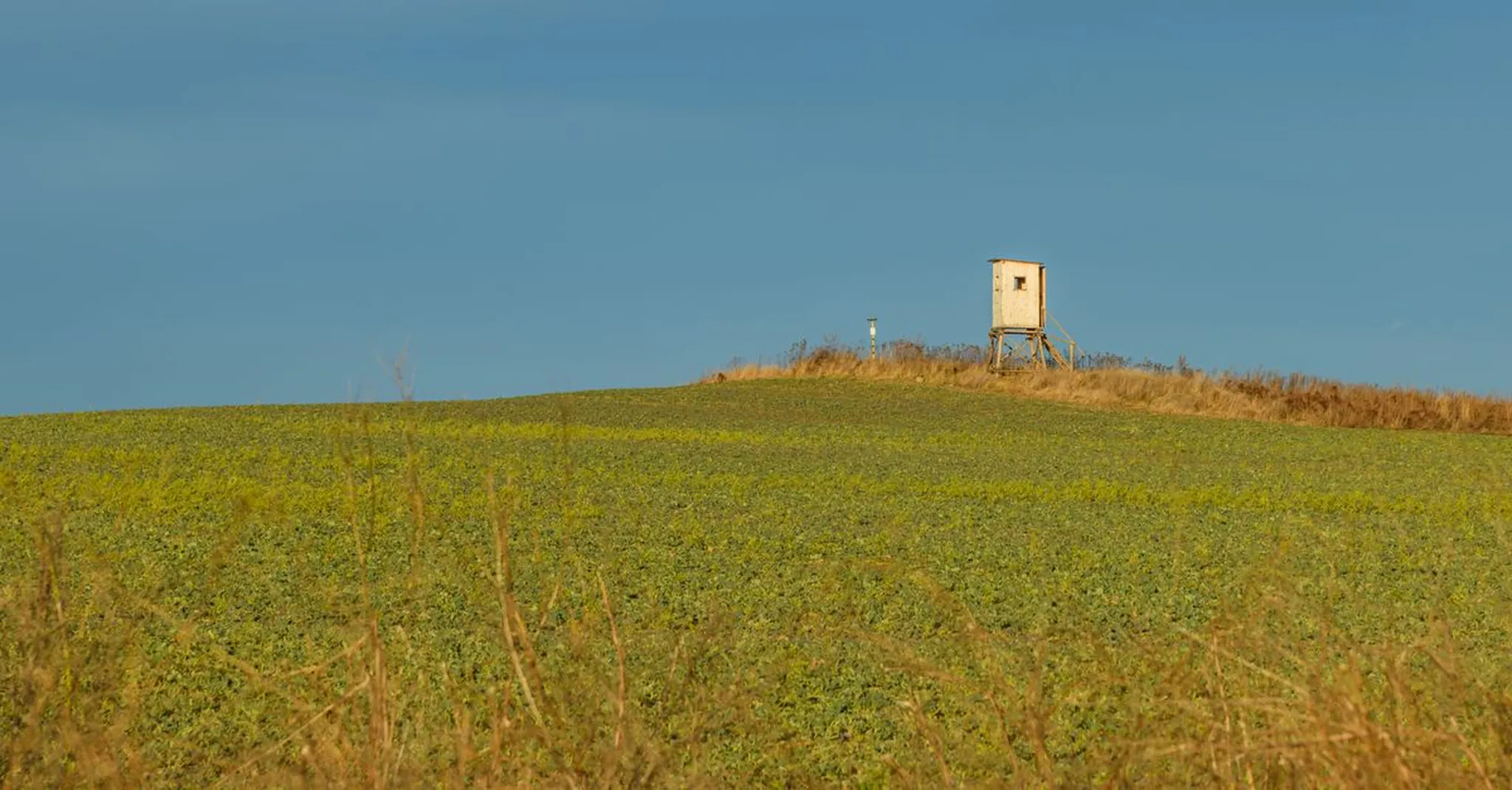 Dove Season Texas 2026: Abilene Rentals for Hunting Groups