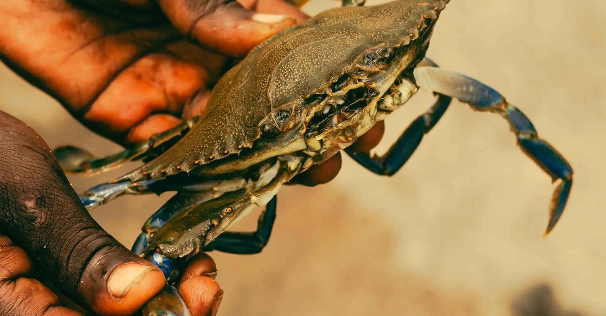 Stone Crab Season Opens October 15, 2026: Where to Eat and Stay in Port St. Joe