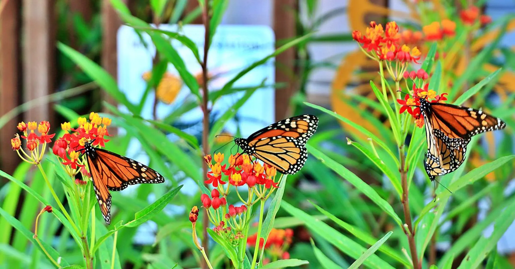 Monarch Butterfly Migration 2026: October Magic at St. Joseph Peninsula State Park