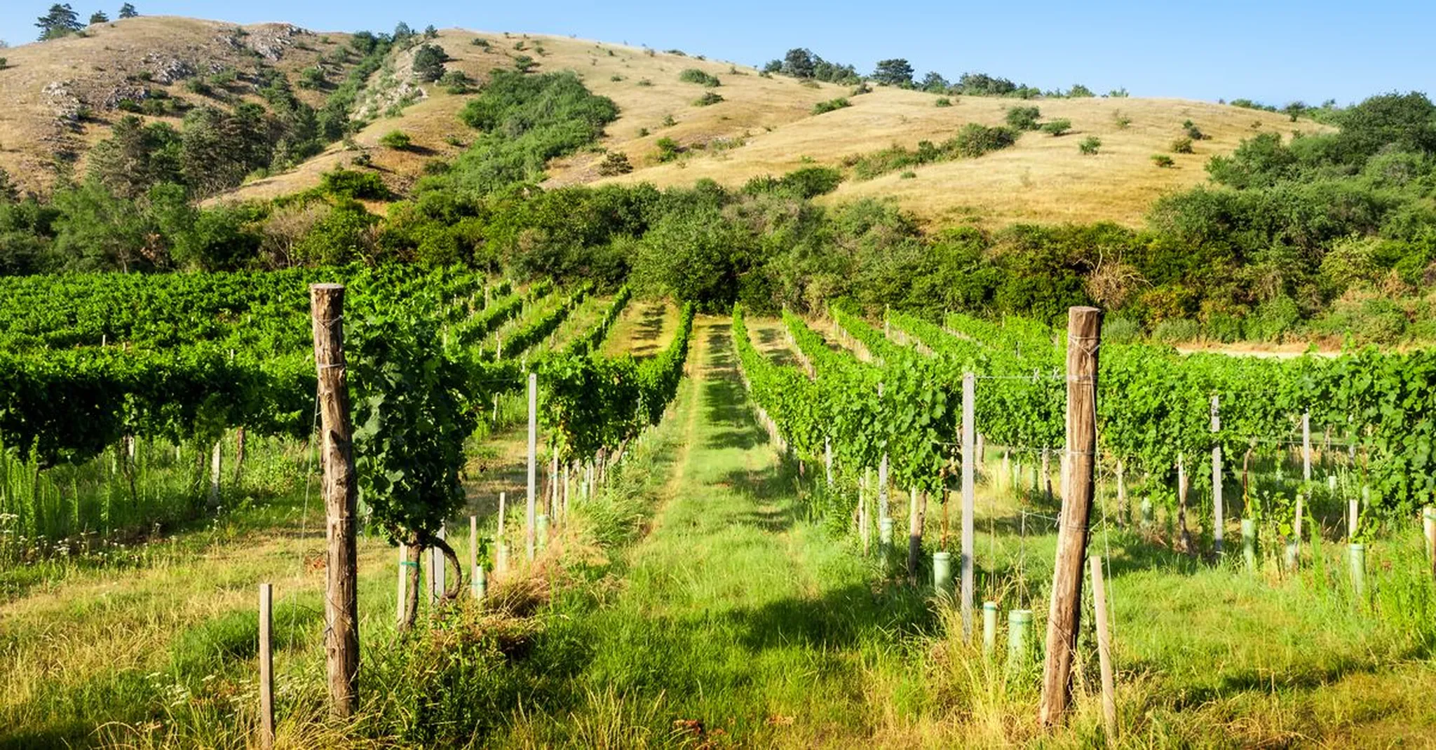 Texas Wine Month October 2026: Wimberley's Guide to Hill Country Wineries