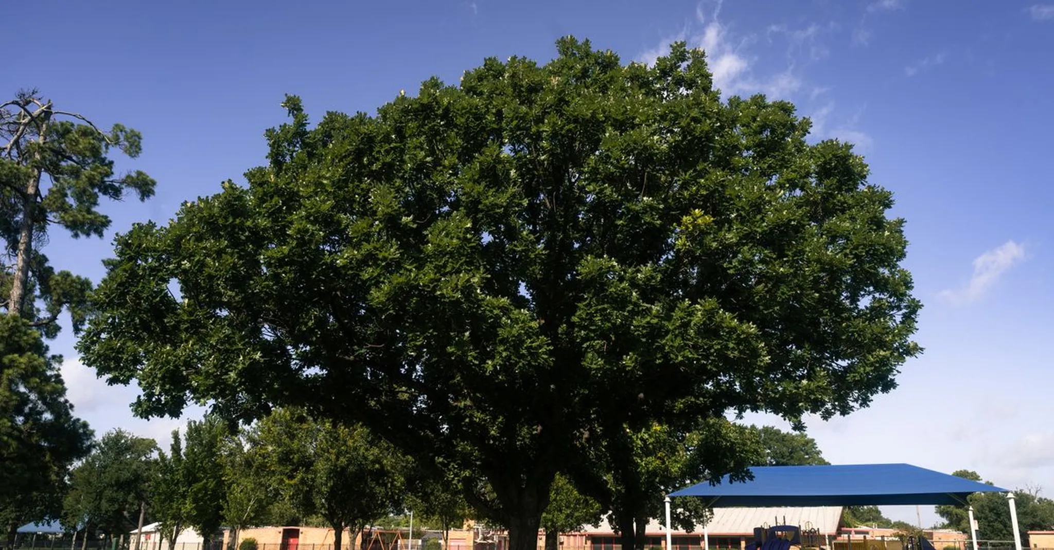 Large leafy oak tree beside a blue-roofed pavilion under a clear blue sky