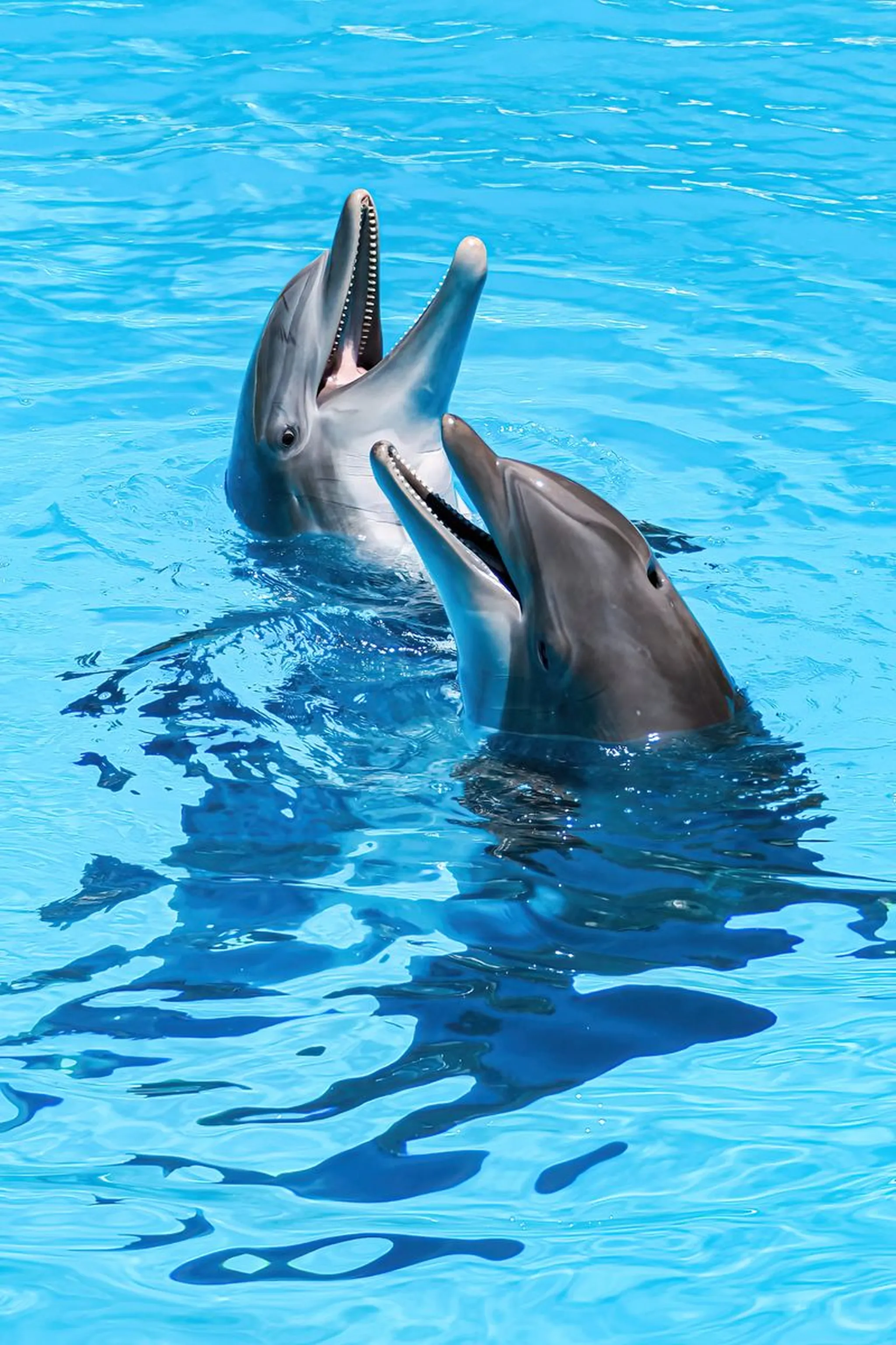 Two bottlenose dolphins surfacing side by side with open mouths in bright turquoise pool water