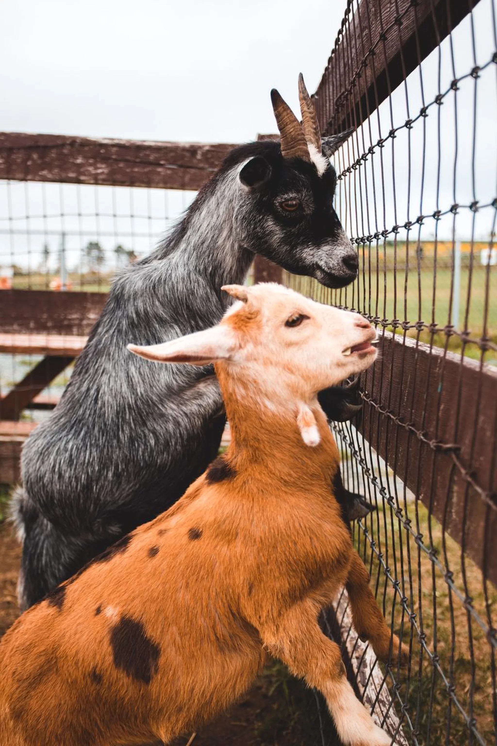 Two goats leaning against a wire and wood fence at a farm, one black and one brown and white, with green pasture behind