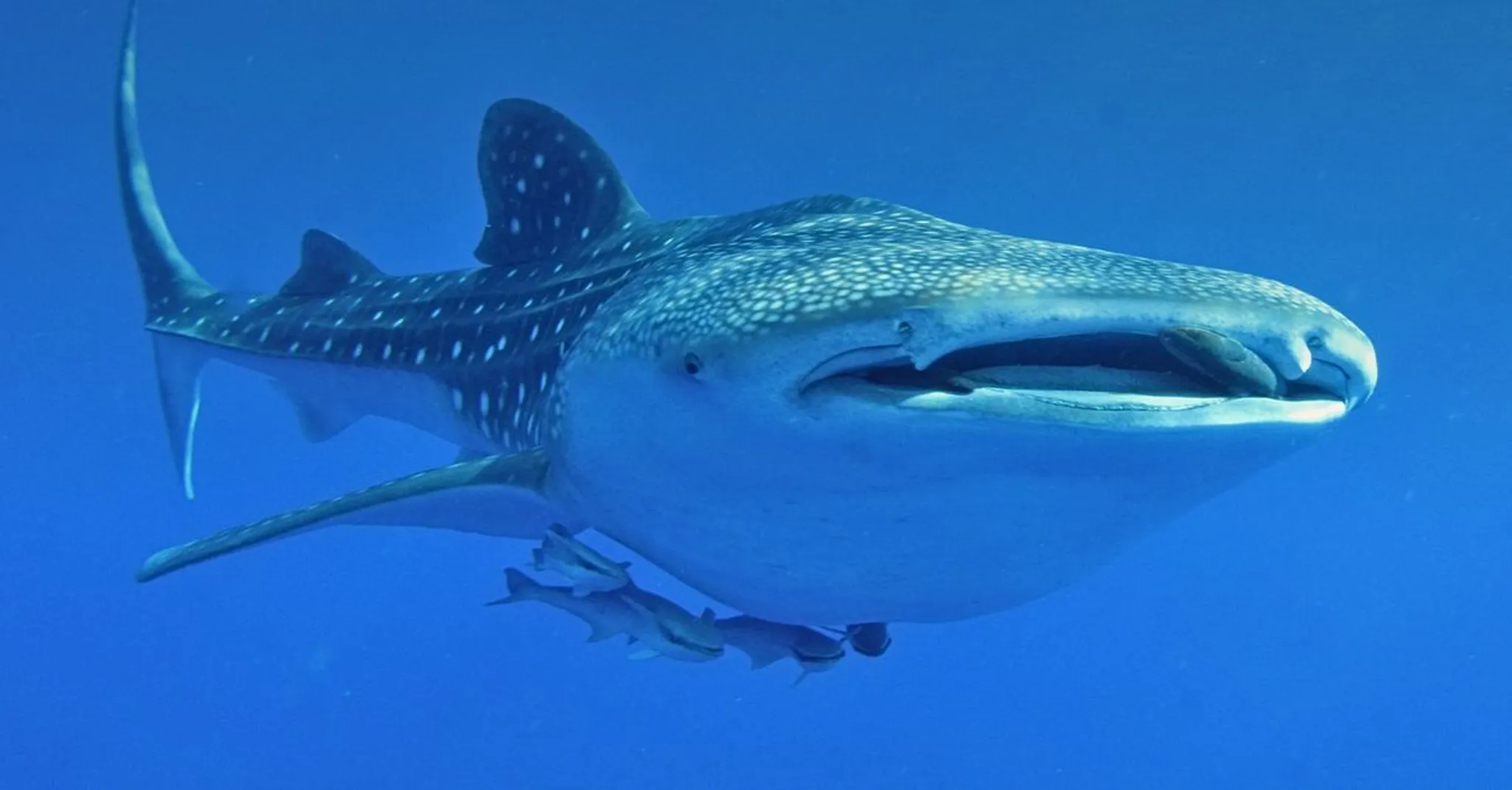 Whale Shark Season in Isla Mujeres 2026: Best Time to Swim with Giants
