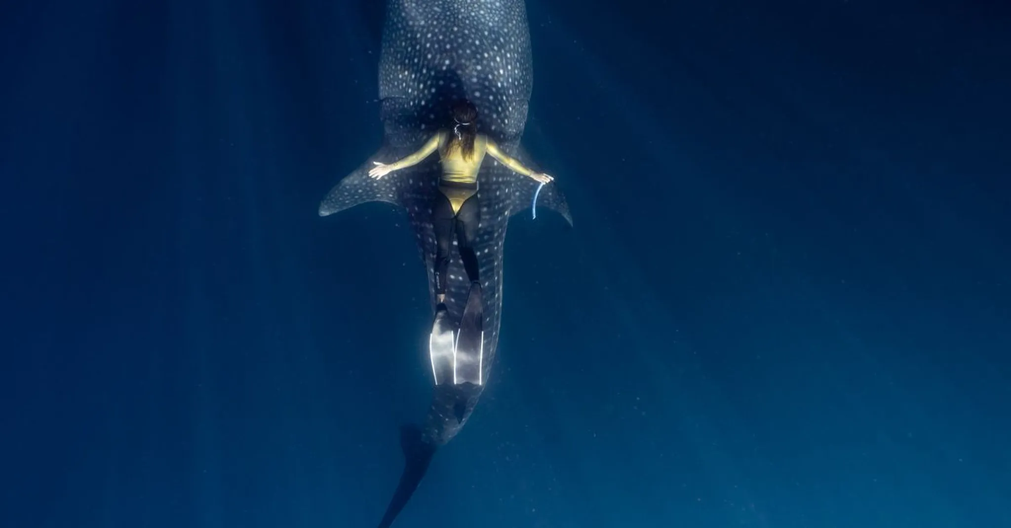 Swimming with Whale Sharks Near Isla Mujeres: Your Complete 2026 Season Guide