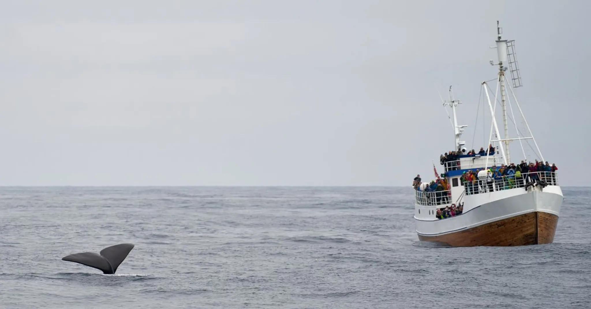 Whale Watching Season in Cabo San Lucas 2026: When to Go & Where to Stay
