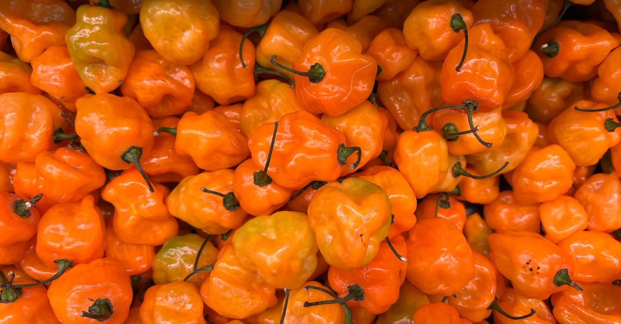 Datil Pepper Festival 2026 St Augustine: A Taste of the City's Fiery Food Scene