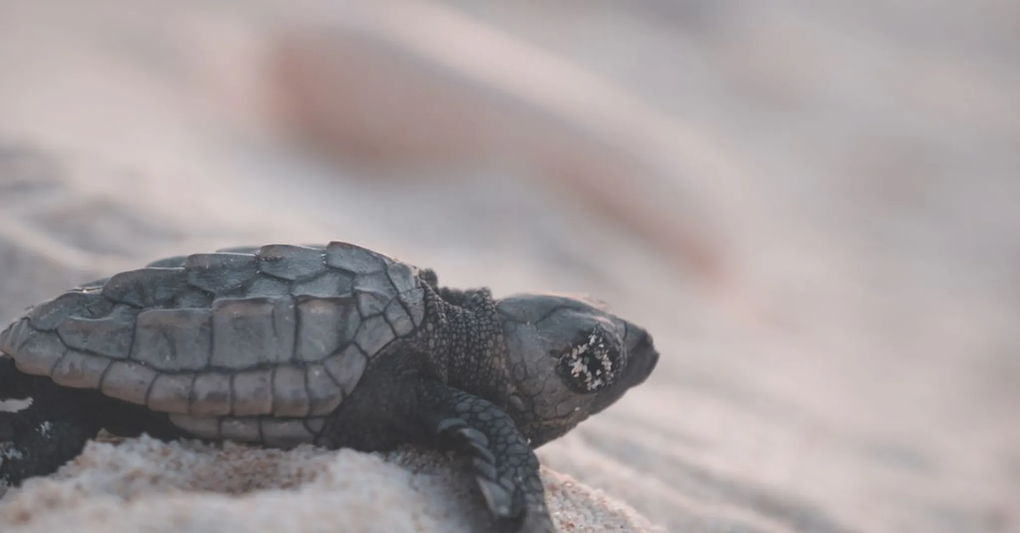 Watch the Sea Turtle Nesting Season in St. Augustine 2026: Where to Stay Near the Beach