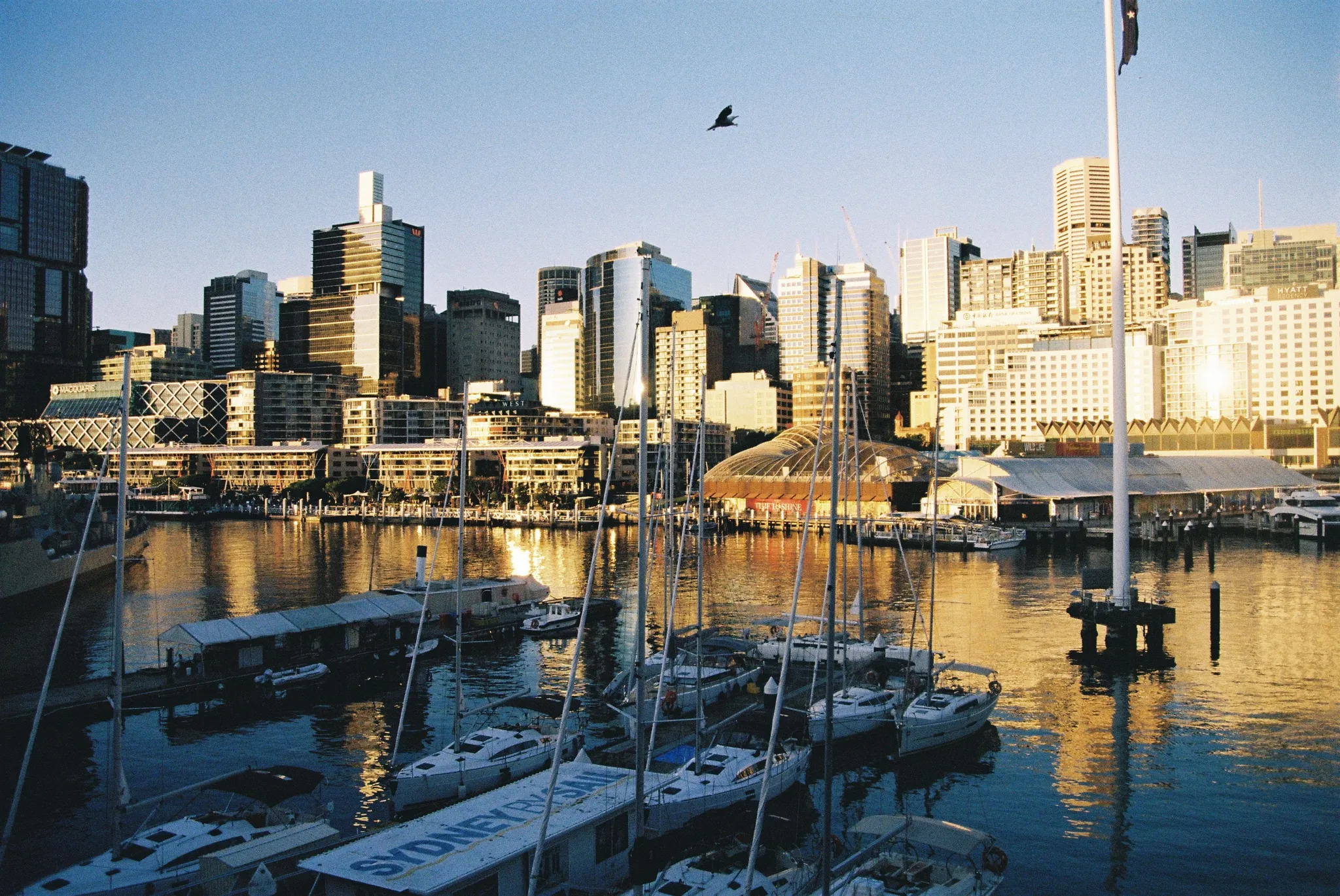 Yachts in the Darling Harbour marina below the Sydney CBD skyline in golden light