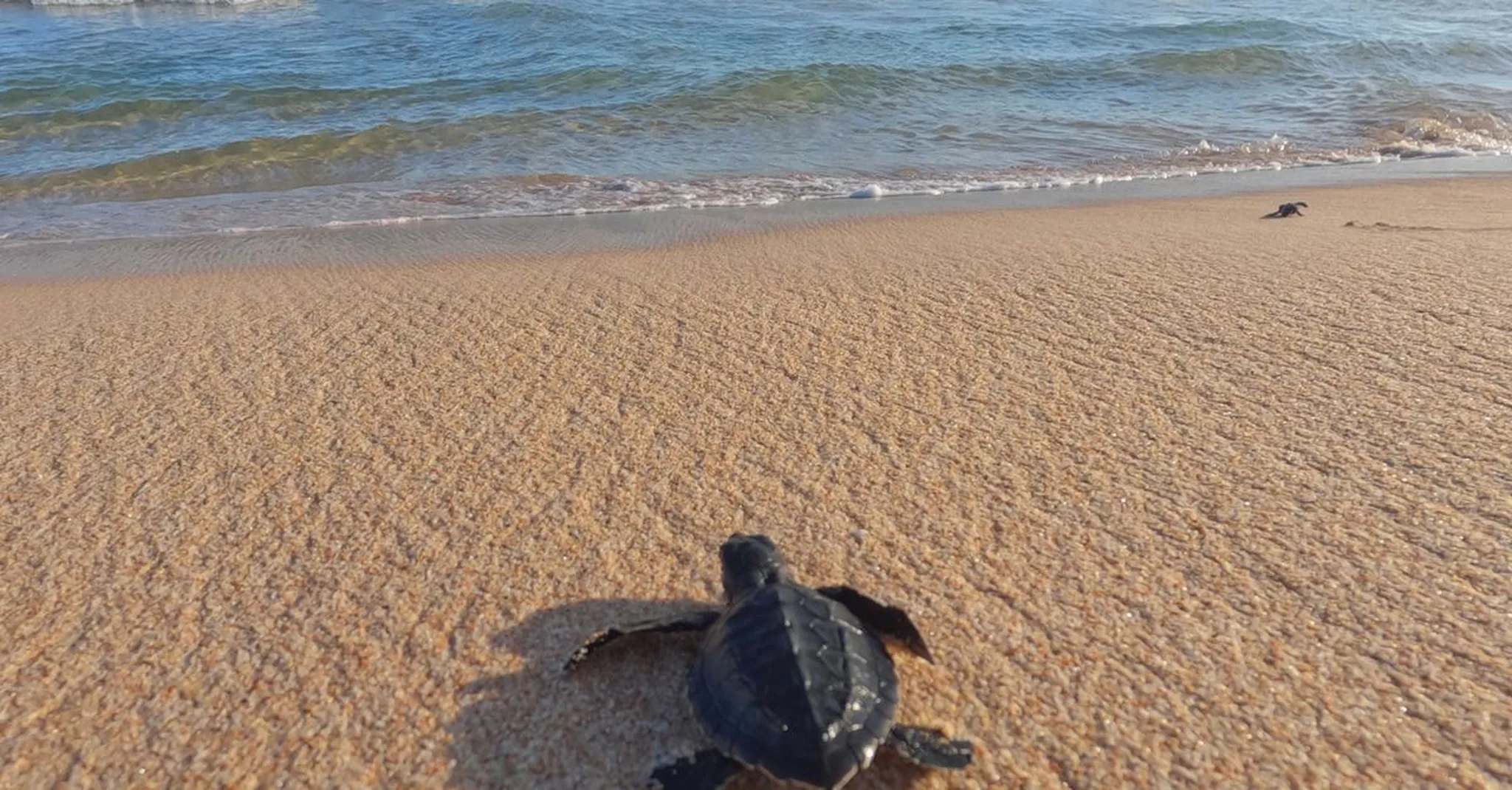Sea Turtle Hatchling Season on Anna Maria Island 2026: A September-October Guide