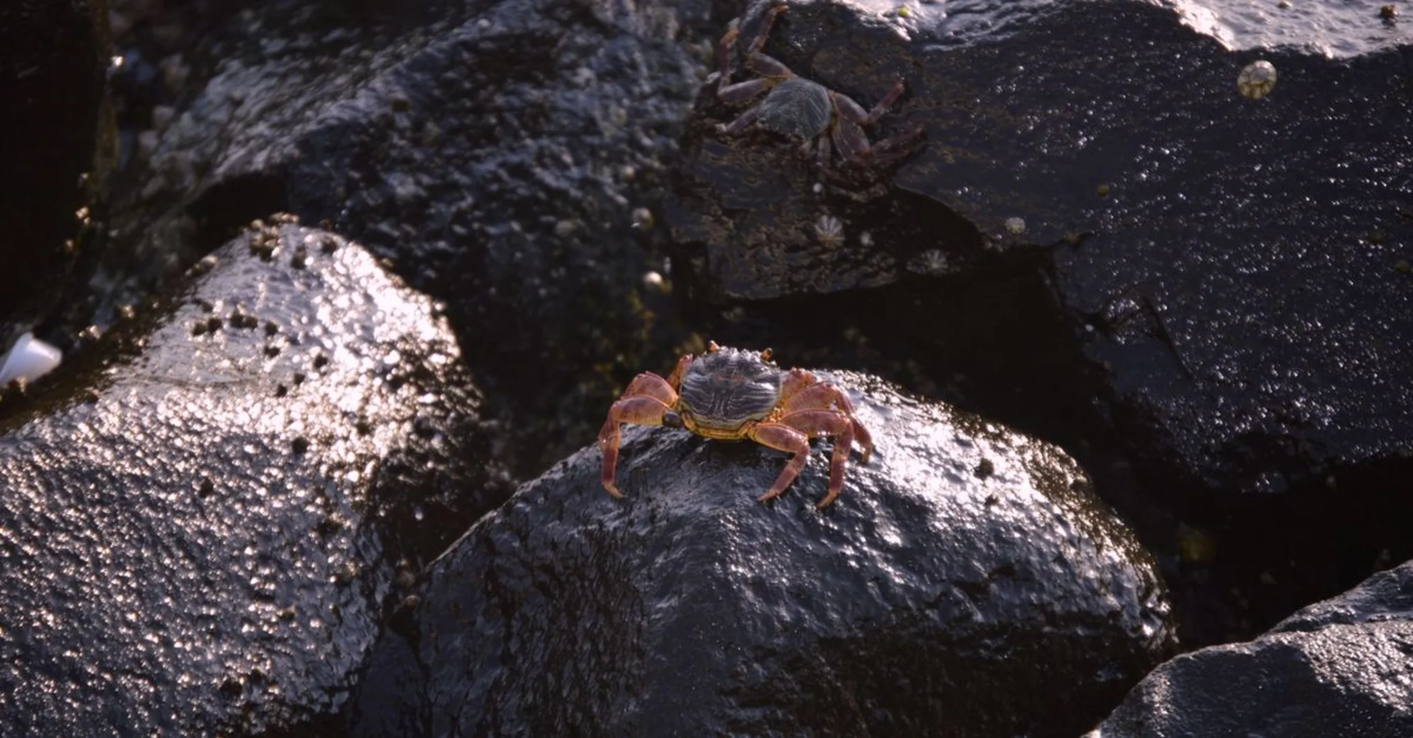 Cortez Stone Crab Festival 2026: A Historic Fishing Village Day Trip from Bradenton Beach
