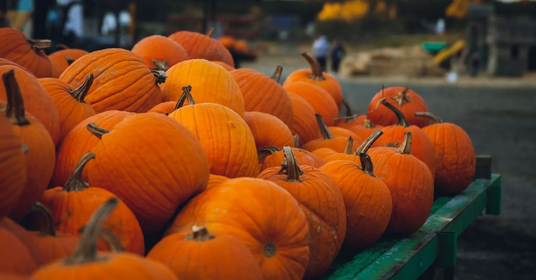 Hunsader Farms Pumpkin Festival 2026: A Fall Day Trip from Bradenton Beach