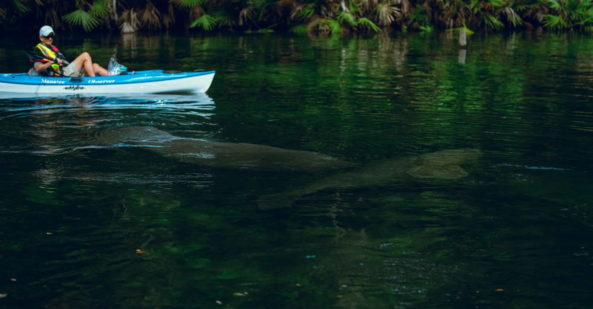 Manatee Season Anna Maria Island 2026: Where to See Manatees This November