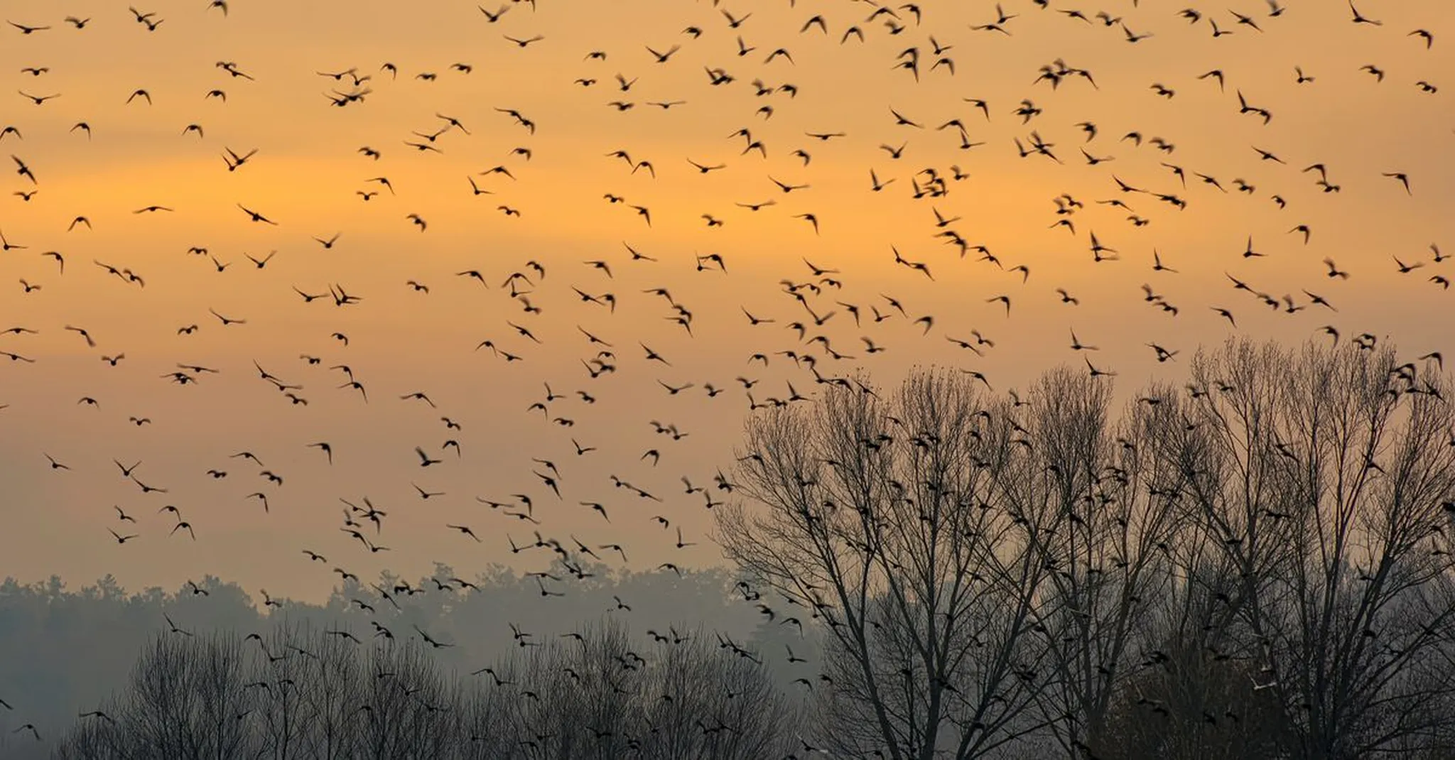 Fall Migration at Mineola Nature Preserve 2026: Birding Trails & Cabin Stays