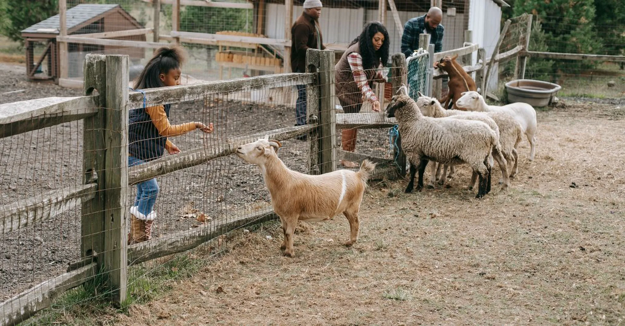 The Waldo Way Dairy Farm & Mini 'S' Exotic Zoo: A Mineola Family Day Trip + Cabin Stays