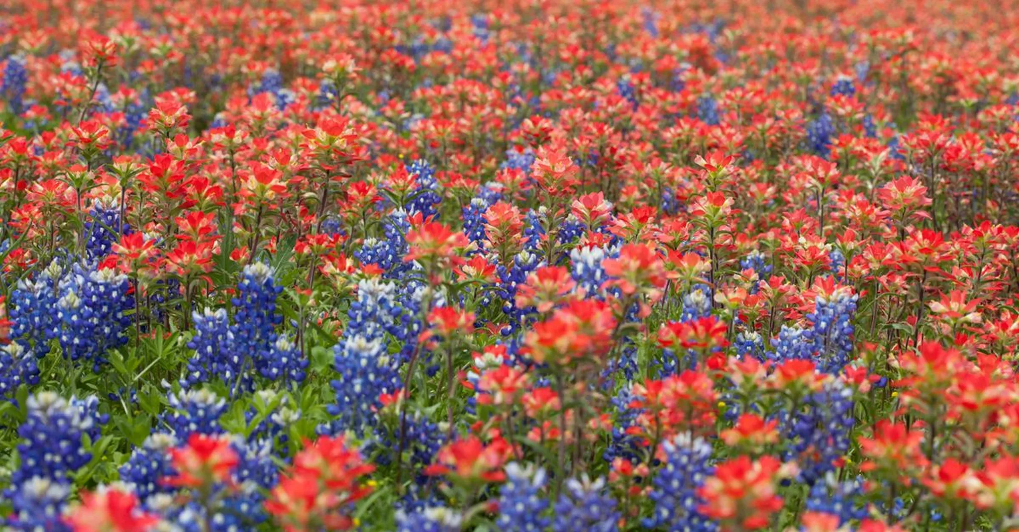 Texas Rose Festival 2026 Where to Stay: Affordable Cabin Stays in Mineola