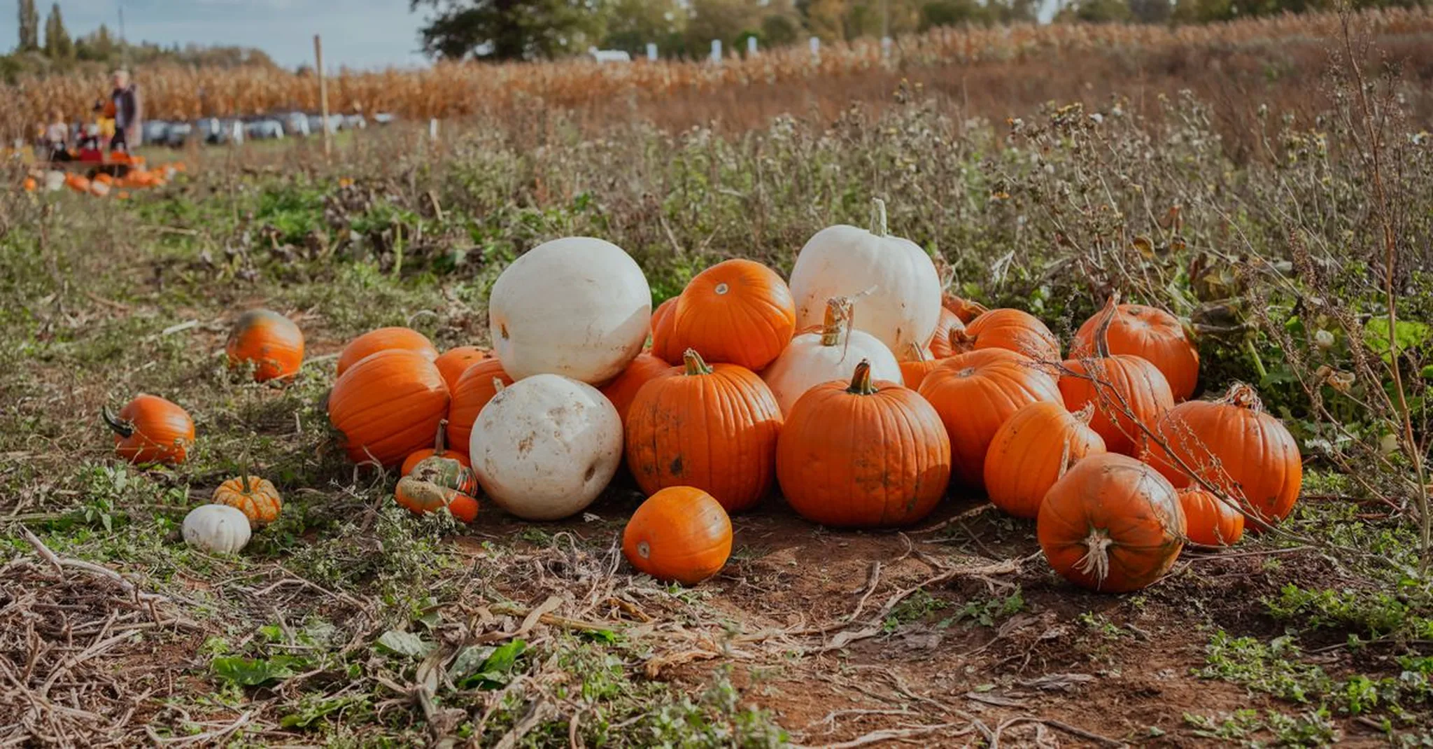 Pumpkin Patches Near Branson 2026: Corn Mazes, Hayrides and Fall Family Fun