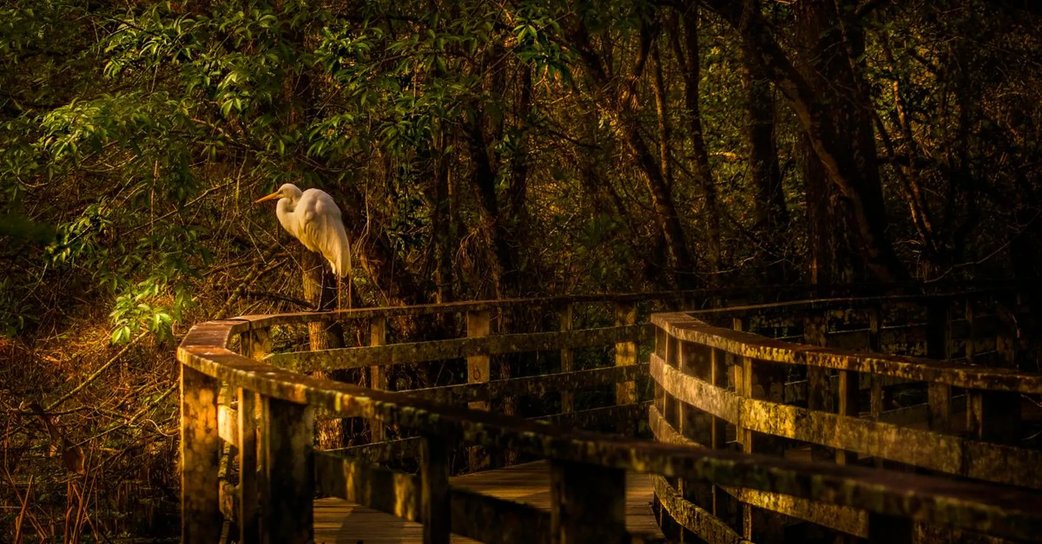 Wakodahatchee Wetlands Delray Beach: Birding, Boardwalks & Where to Stay