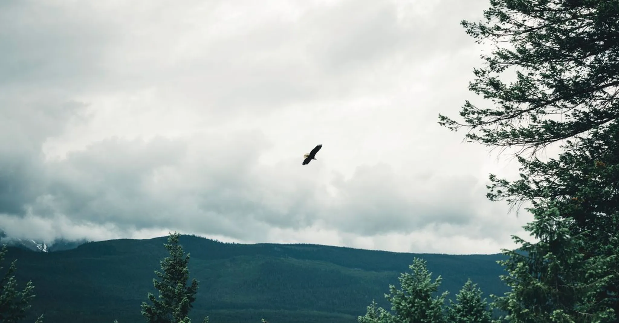 Bald Eagle Viewing Near Lake McDonald: Fall 2026 Migration Guide