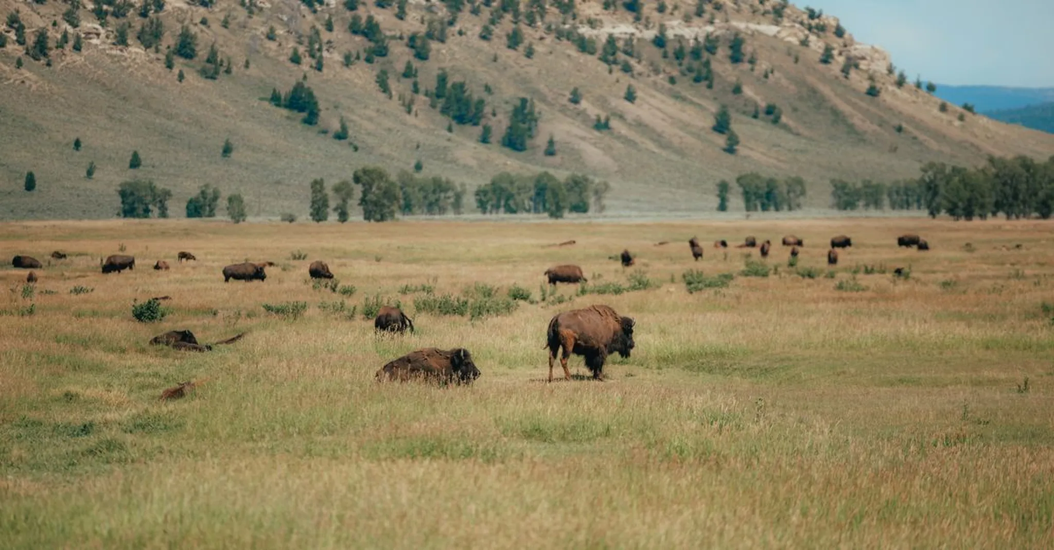 National Bison Day 2026 Montana: Day Trip to the Bison Range from West Glacier