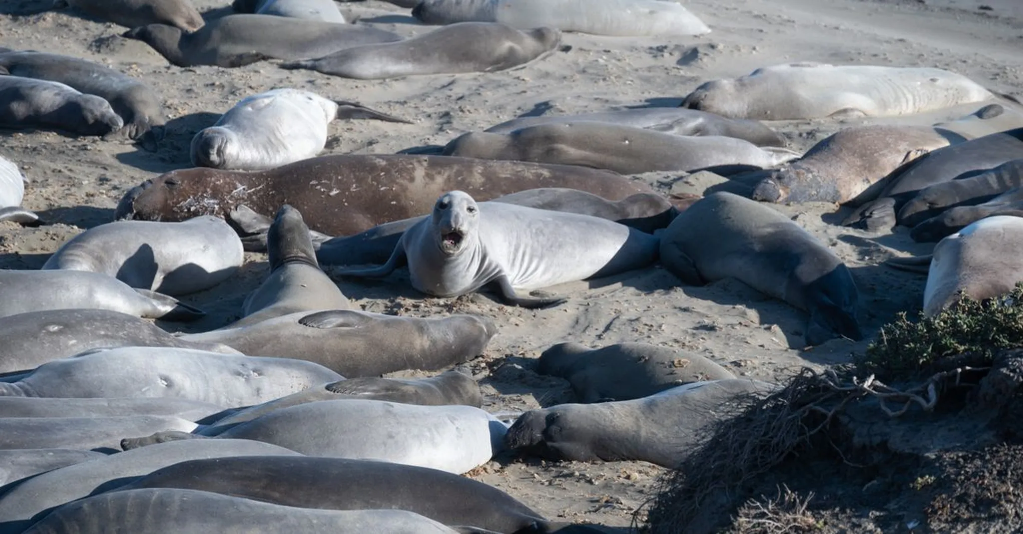 Labor Day Weekend in Cambria 2026: Coastal Escapes & Where to Stay