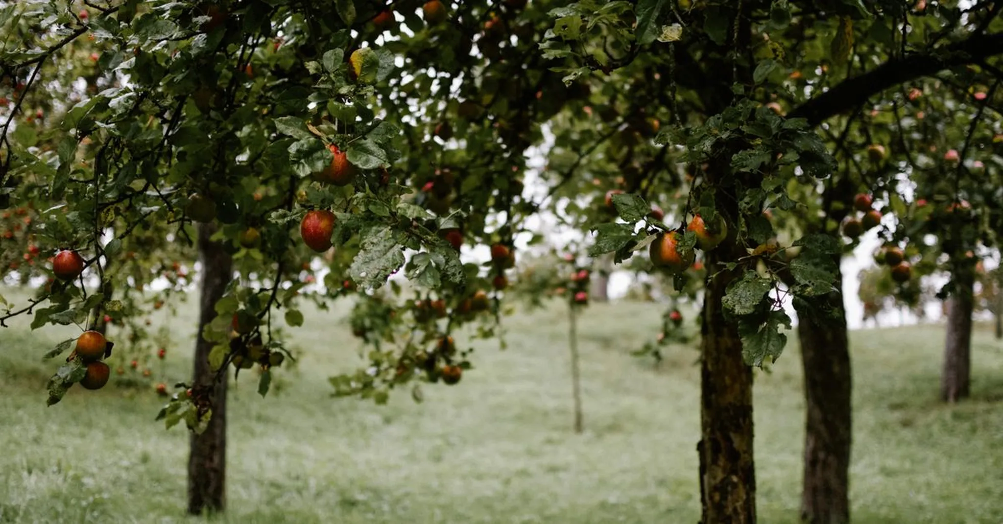 Apple Hill Harvest Season 2026: The Perfect Day Trip from South Lake Tahoe