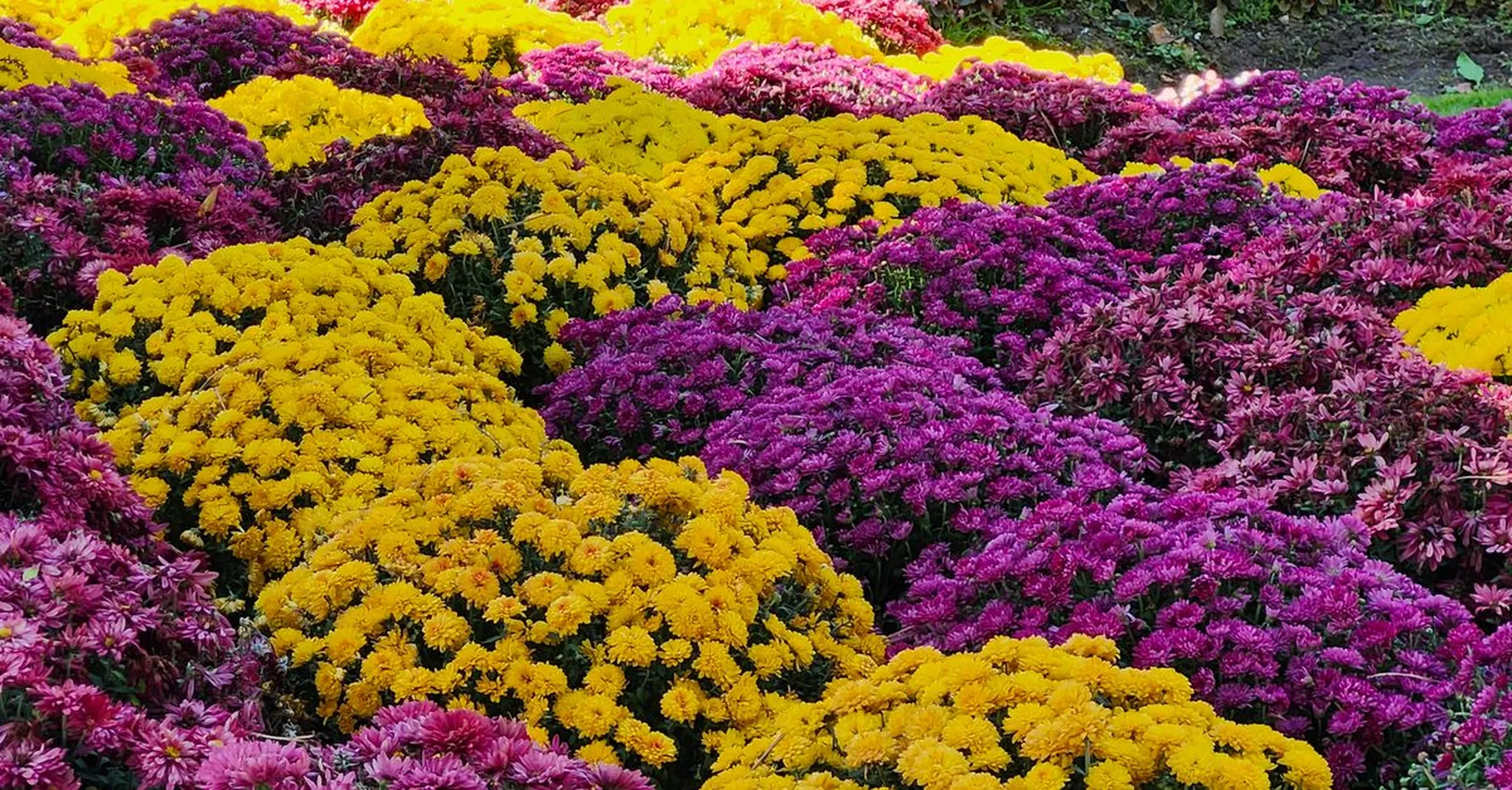 Phipps Fall Flower Show 2026: Autumn Blooms & Where to Stay in Pittsburgh