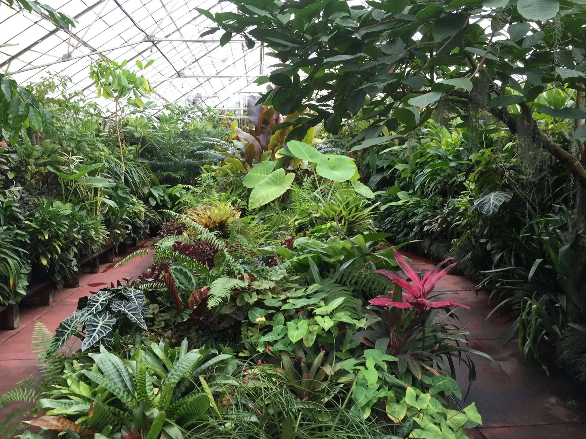 Tropical greenhouse interior at Phipps Conservatory