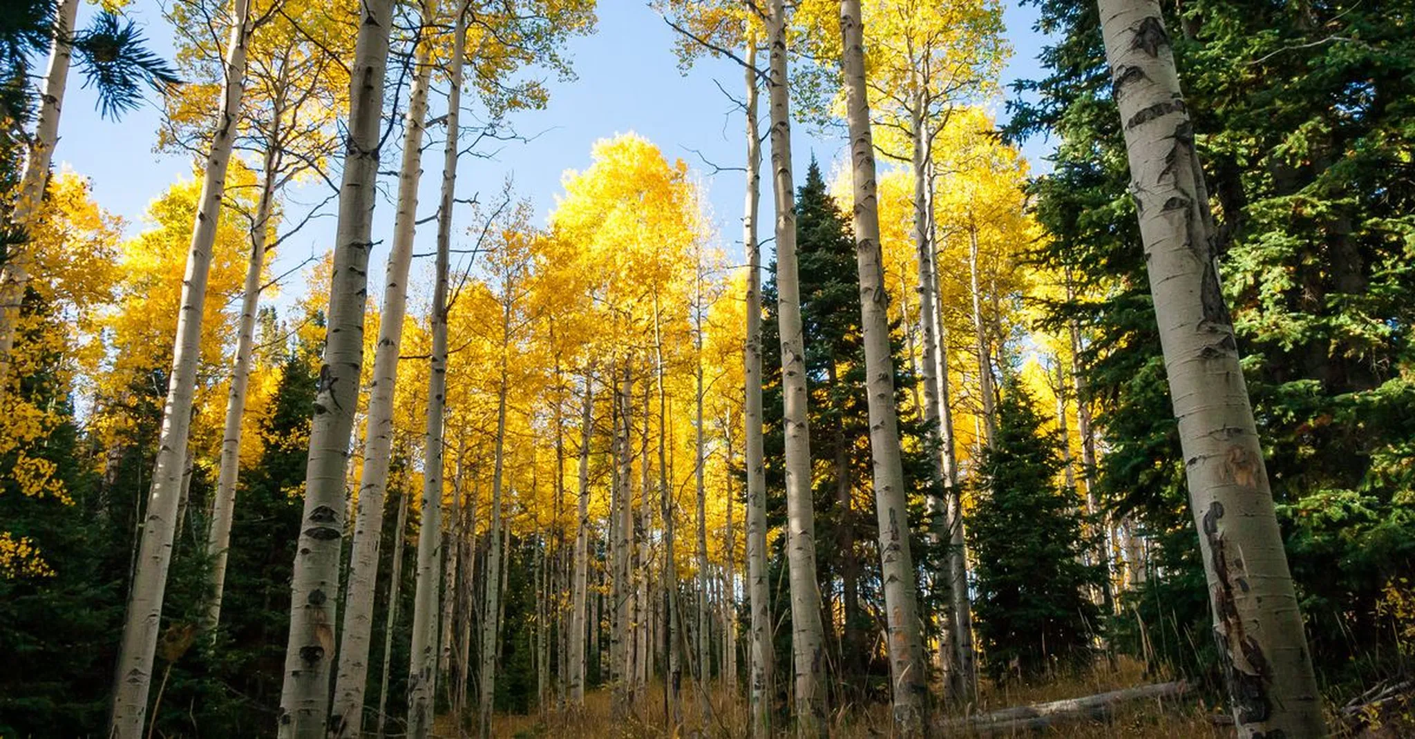Columbus Day Weekend 2026 in Colorado Springs: Fall Outdoor Escapes