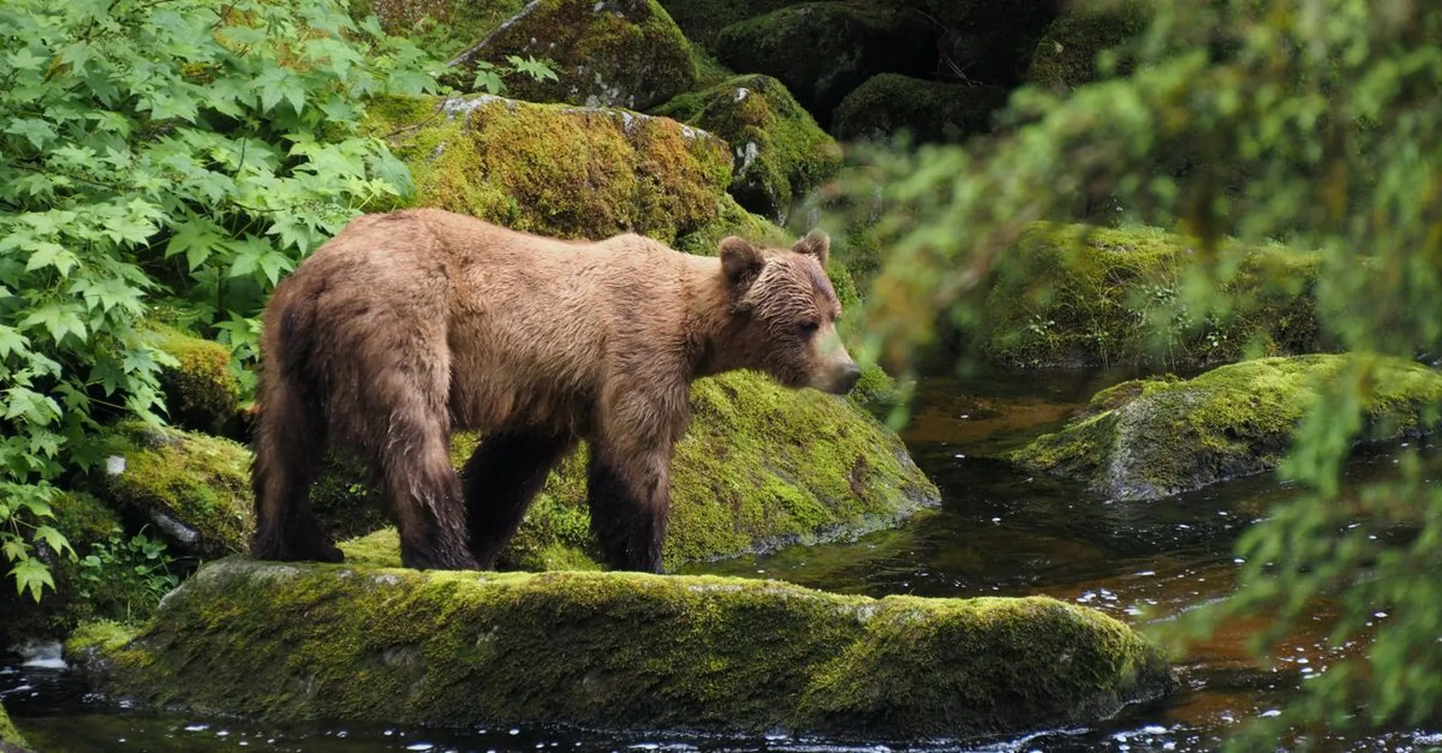 Bear Viewing in Juneau September 2026: Steep Creek Peak Season Guide