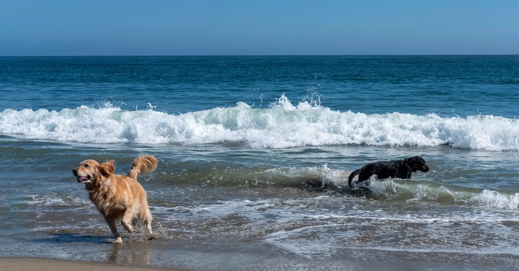 Pet-Friendly Beach Condos in New Smyrna Beach: 2026 Traveler's Guide
