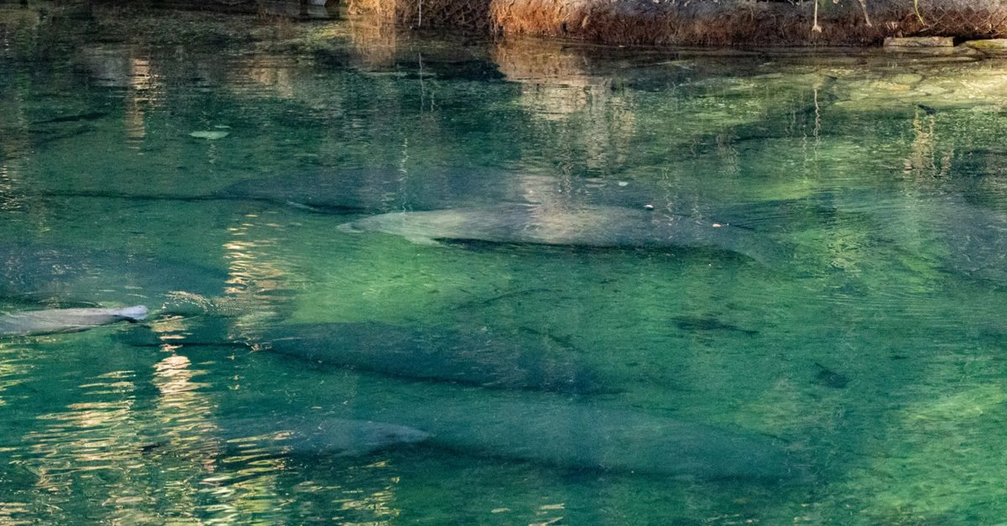 Manatee Season 2026 at Blue Spring State Park: Day Trip from New Smyrna Beach