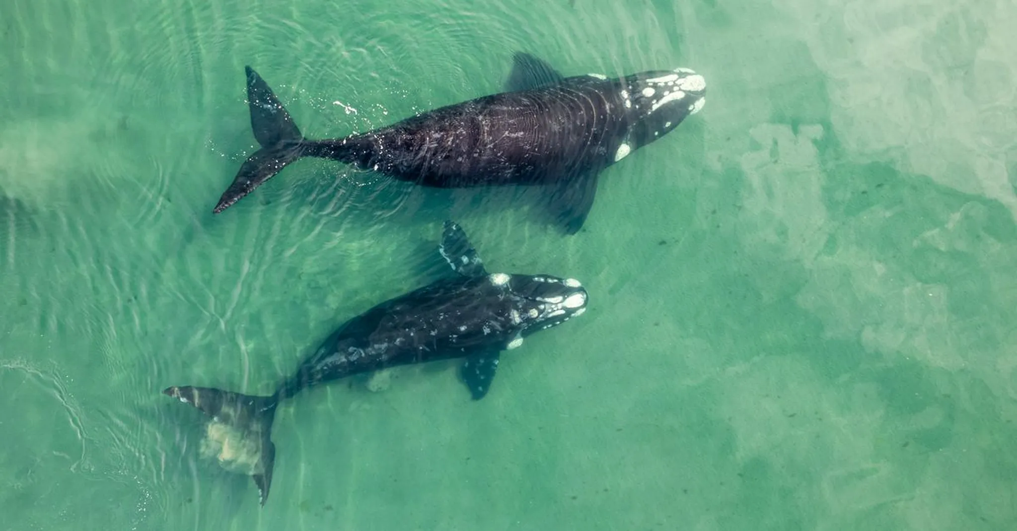 Right Whale Season 2026: Whale Watching from Daytona Beach Shores Condos