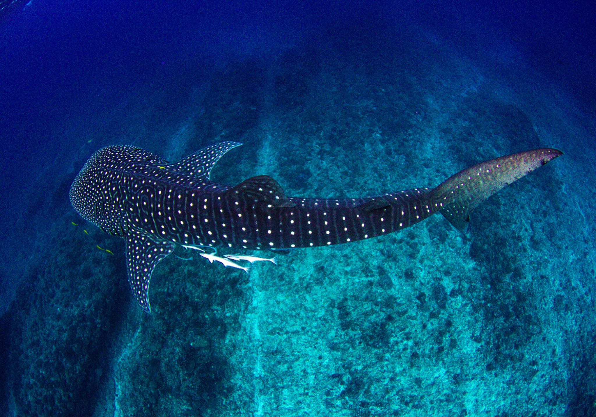 Isla Mujeres Whale Shark Season 2026: Best Villas Near Boat Tours