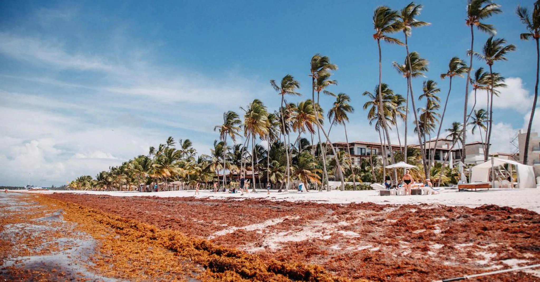 When Is Sargassum Season in Cancún? What Travelers Need to Know