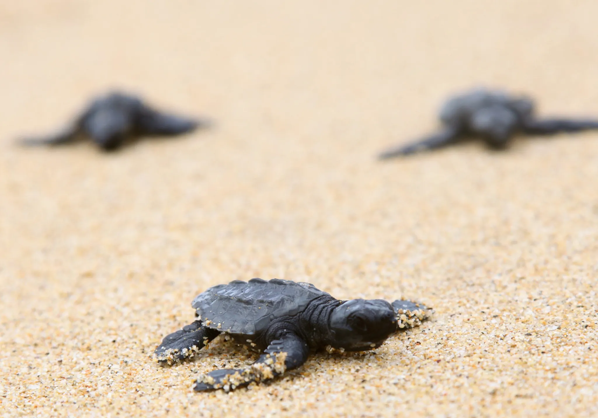 Sea Turtle Release Cancun 2026: Hatchling Season, Ethical Tours, and Beachfront Villas