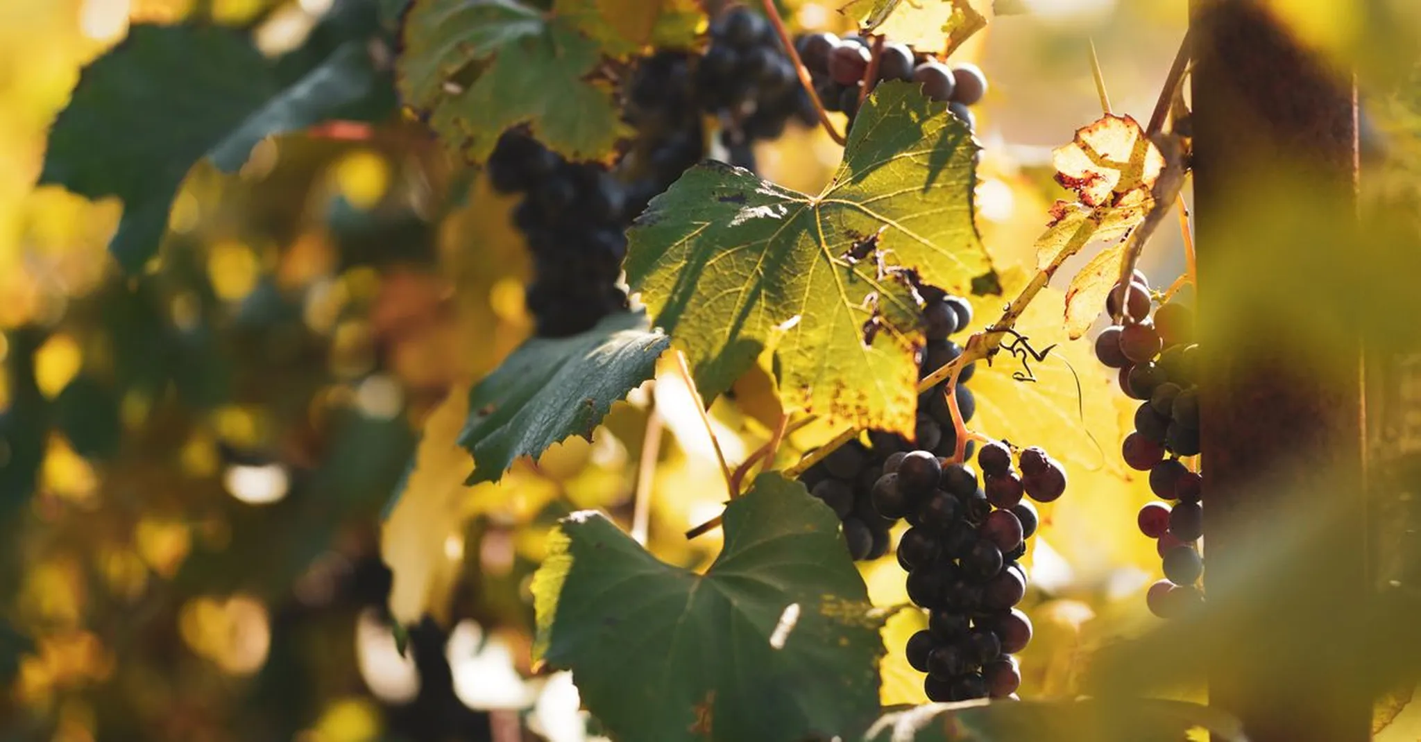 Missouri Wine Country Harvest Kickoff 2026: Day Trips from St. Charles