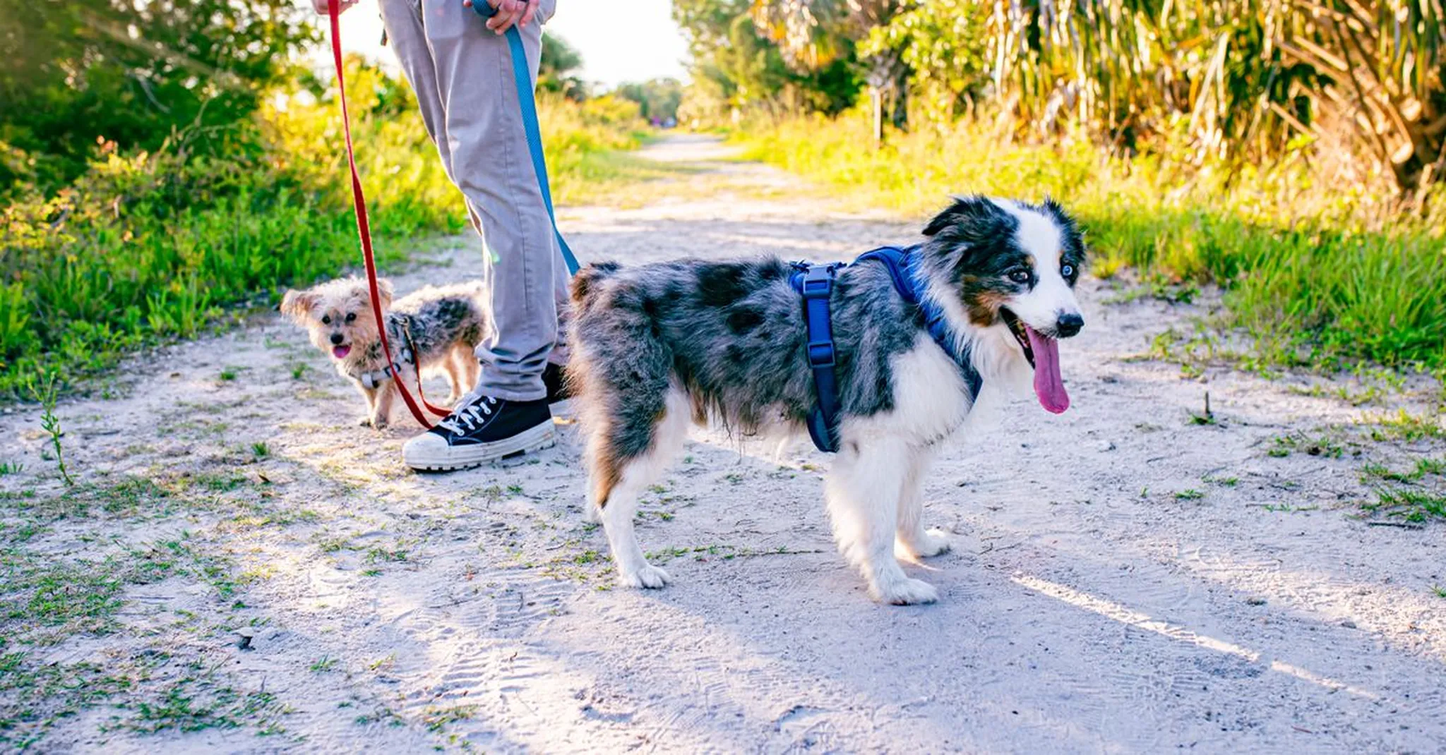 Pet-Friendly Getaway in St. Charles, MO: Dog-Friendly Parks, Trails & Rentals