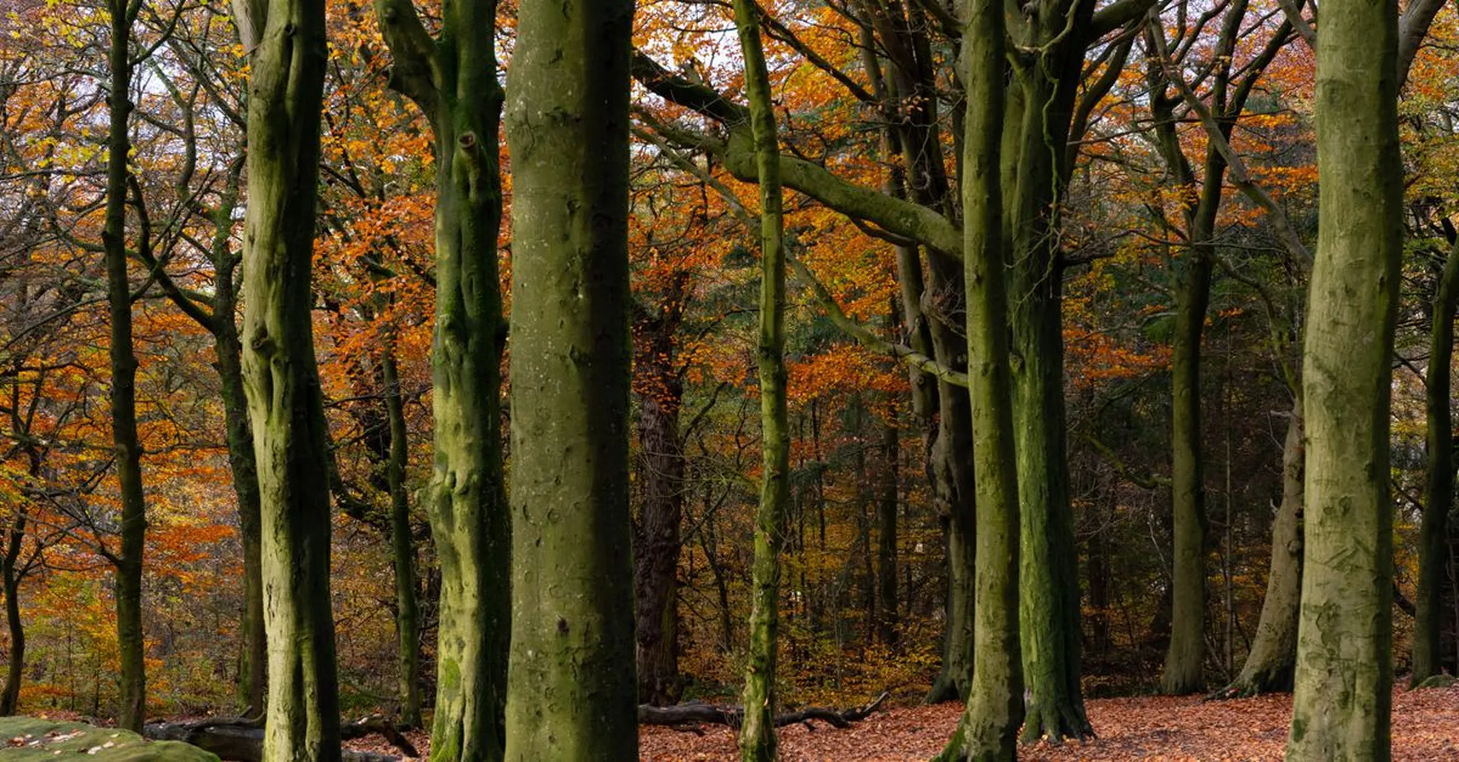 Peak District Autumn Colours 2026: Best Foliage Walks Near Farnah Green and Belper