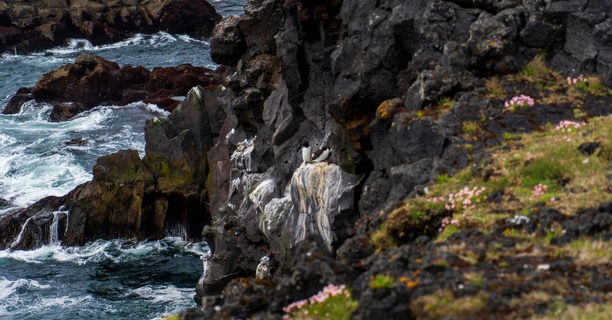 St Bees Head Coastal Walk 2026: Cliff Paths, Seabirds and Where to Stay