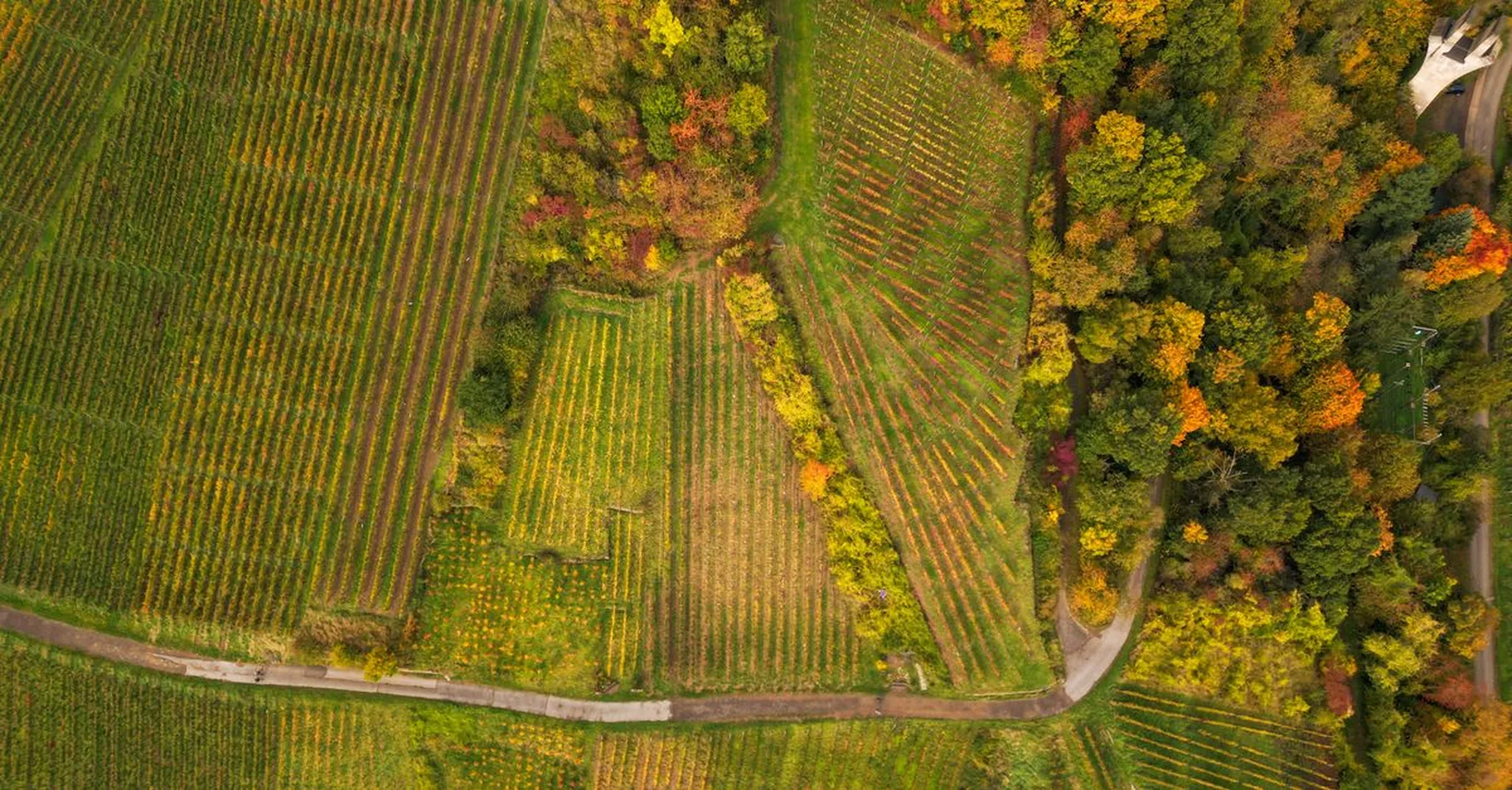 Fall Harvest Fest 2026 in Bellaire, Michigan: Wine Country & Cabin Stays