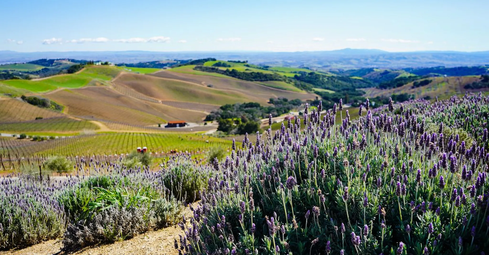 Labor Day Weekend in Carmel Valley 2026: Wine, Sun & Where to Stay