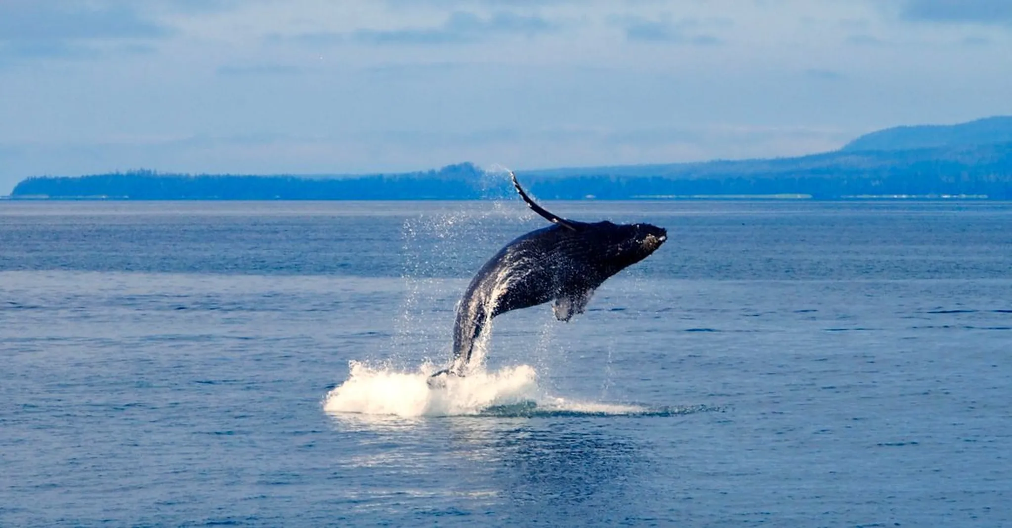 Monterey Bay Whale Watching 2026: When to Go & Where to Stay