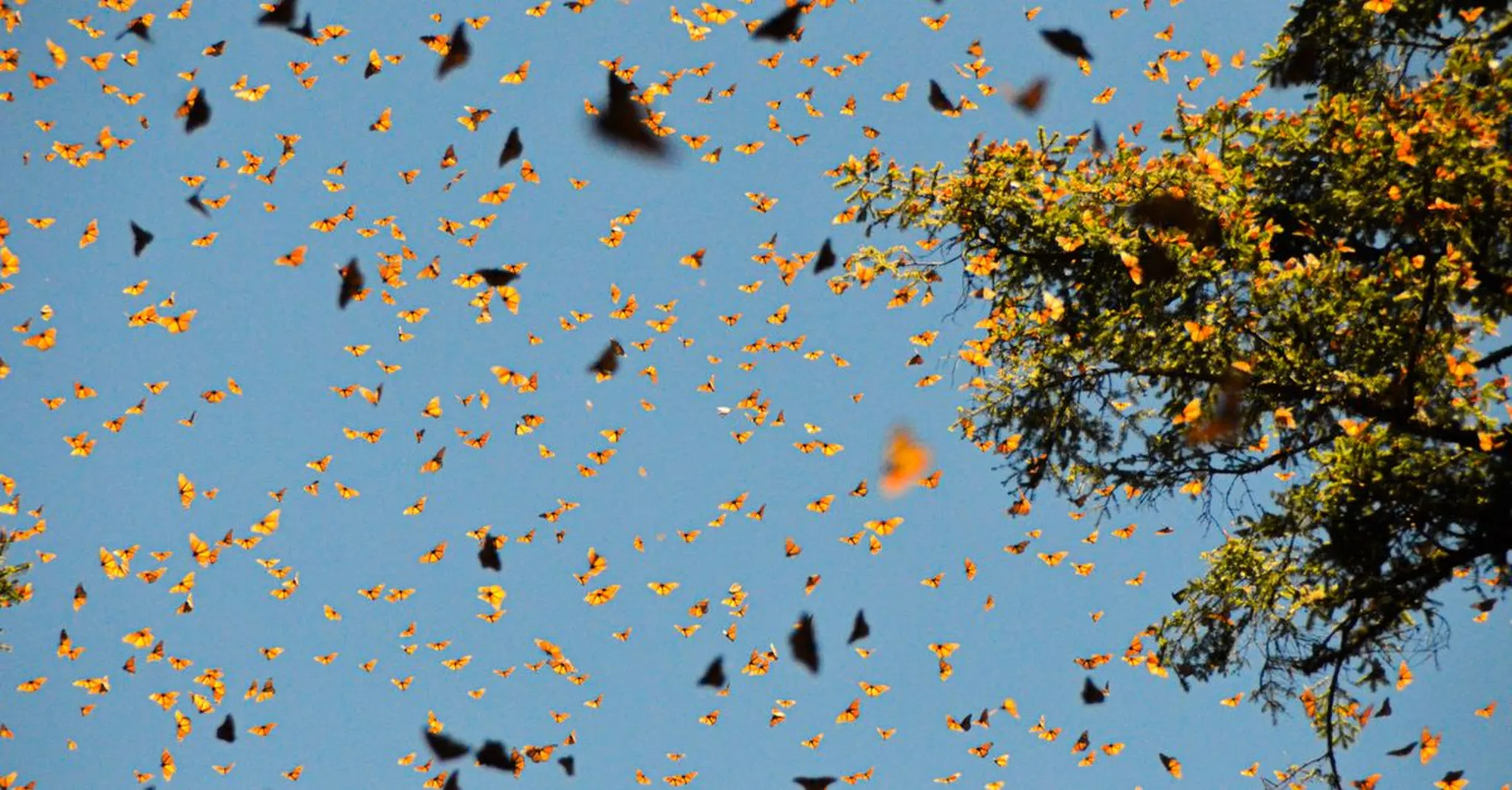 Pacific Grove Butterfly Parade 2026: Monarch Season on the Monterey Peninsula
