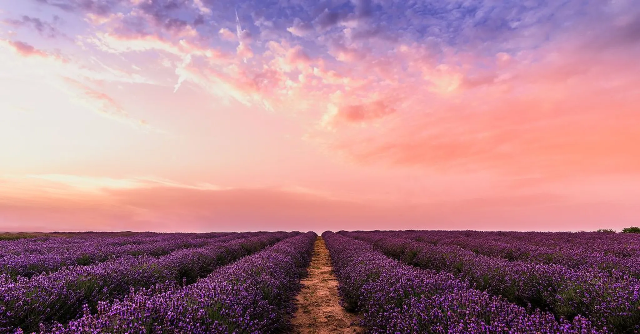 Blanco Lavender Festival 2026: Your Texas Hill Country Weekend Guide