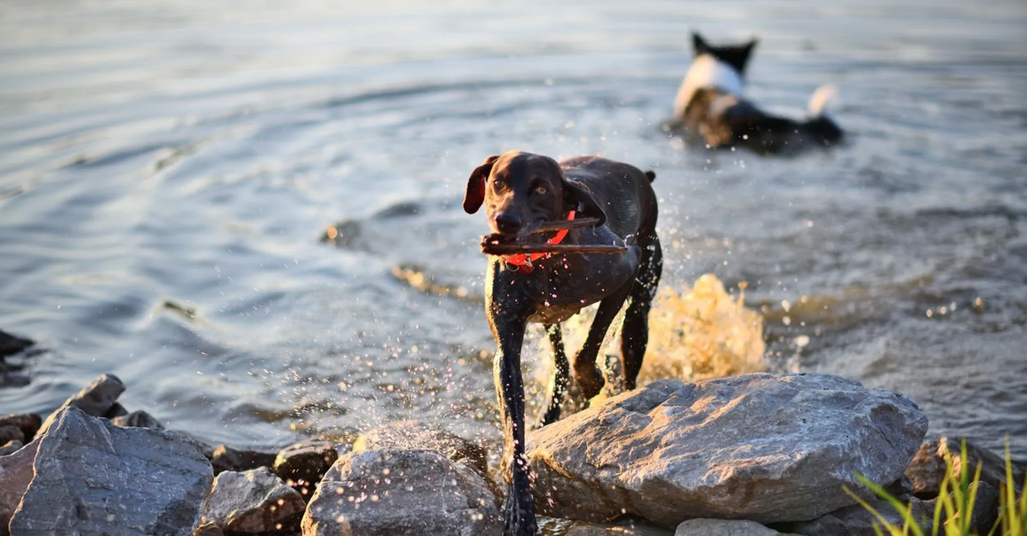 Pet-Friendly Vacation Rentals Near Austin & Lake LBJ: 2026 Group Guide
