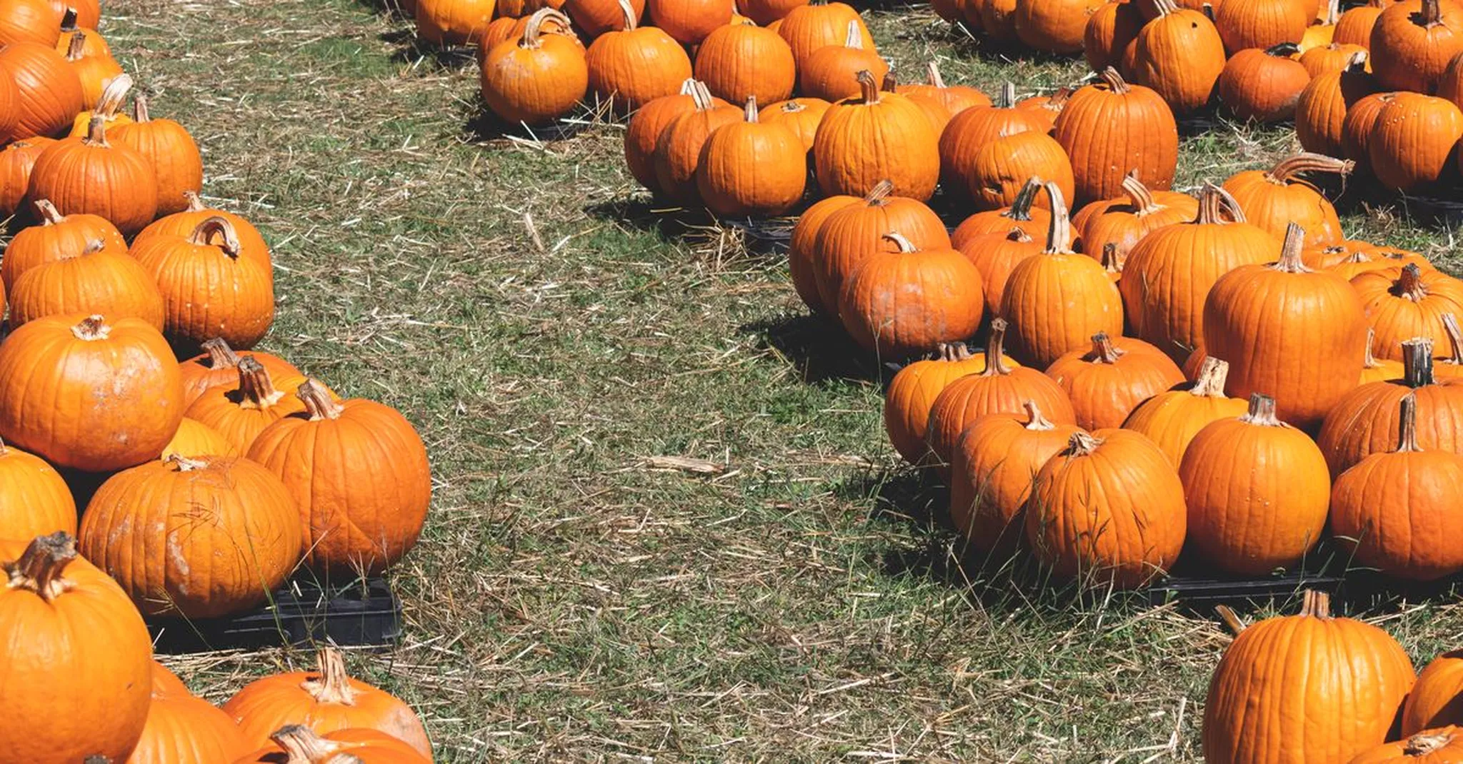 Halloween Weekend 2026 in Texas Hill Country: Pumpkin Patches and Lake LBJ Stays